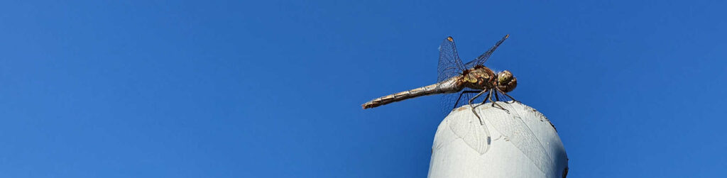 Eine Libelle sitzt auf einem Metallpfosten, dahinter stahlblauer Himmel