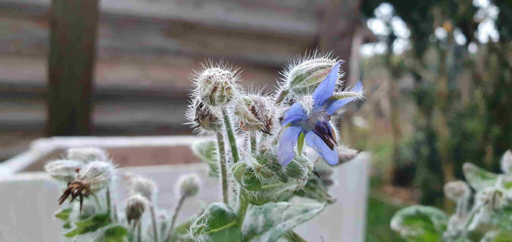 Vor verschwommenem Hintergrund eine blaue Blüte und mehrere Samenstände des Borretsch